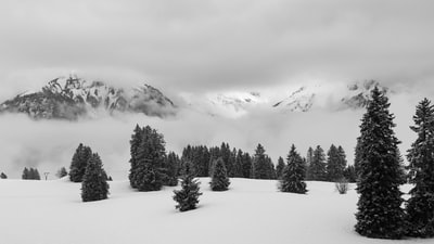 绿色的松树在冰雪覆盖的区域
